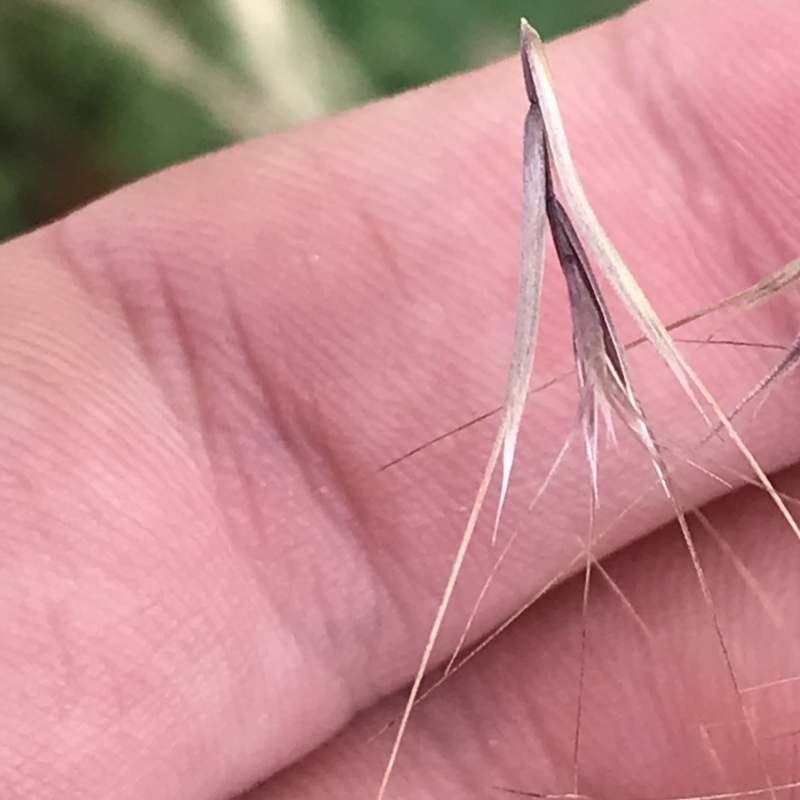 Bromus rubens