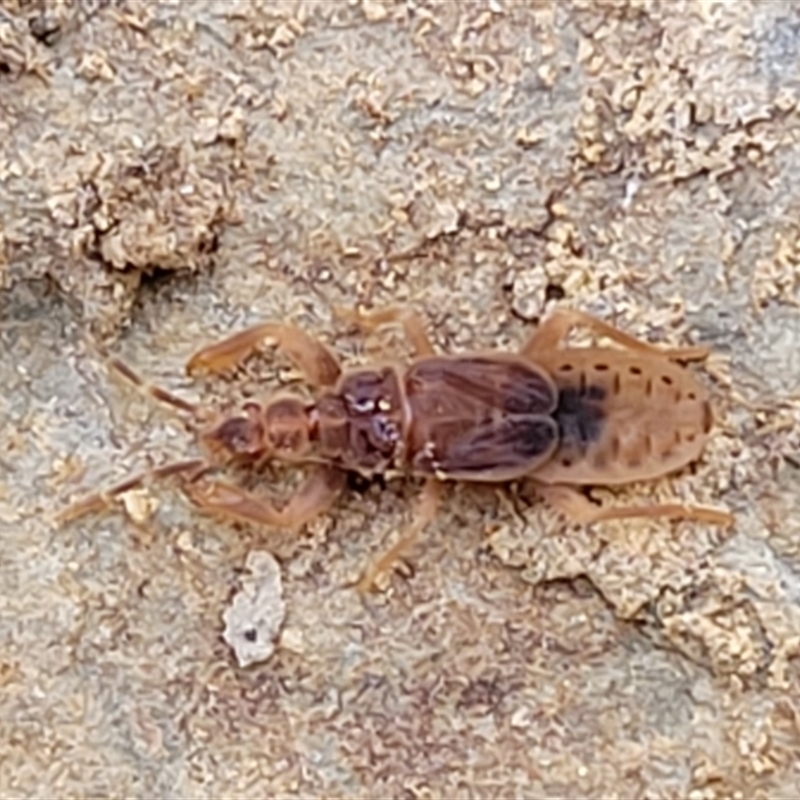 Enicocephalidae (family)