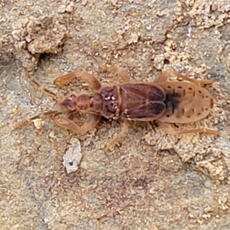 Enicocephalidae (family)