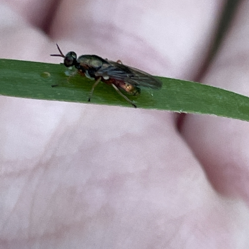 Antissella parvidentata