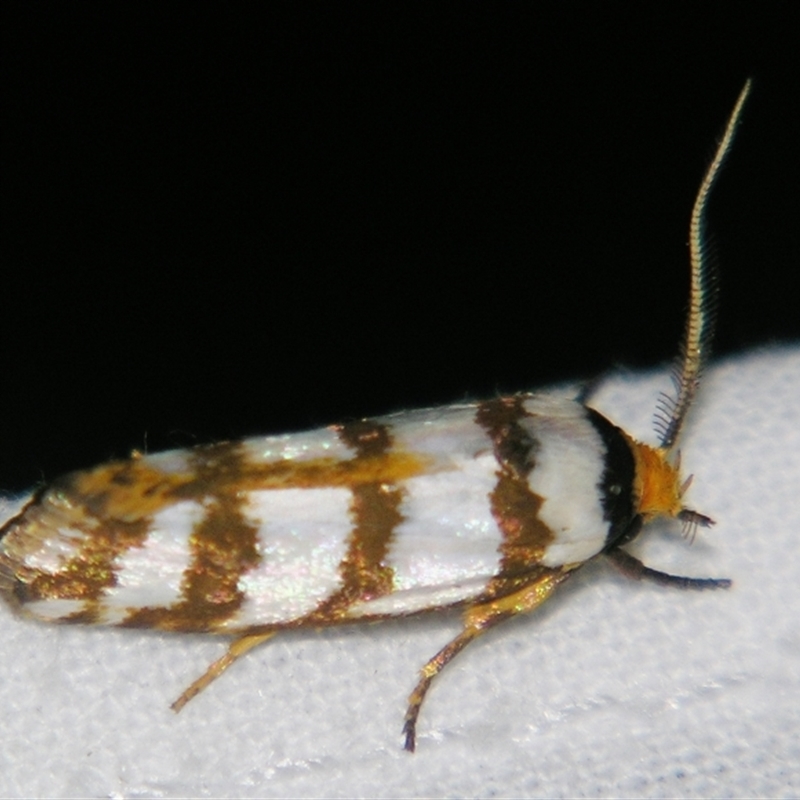 Cryptophasa tetrazona