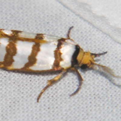 Cryptophasa tetrazona