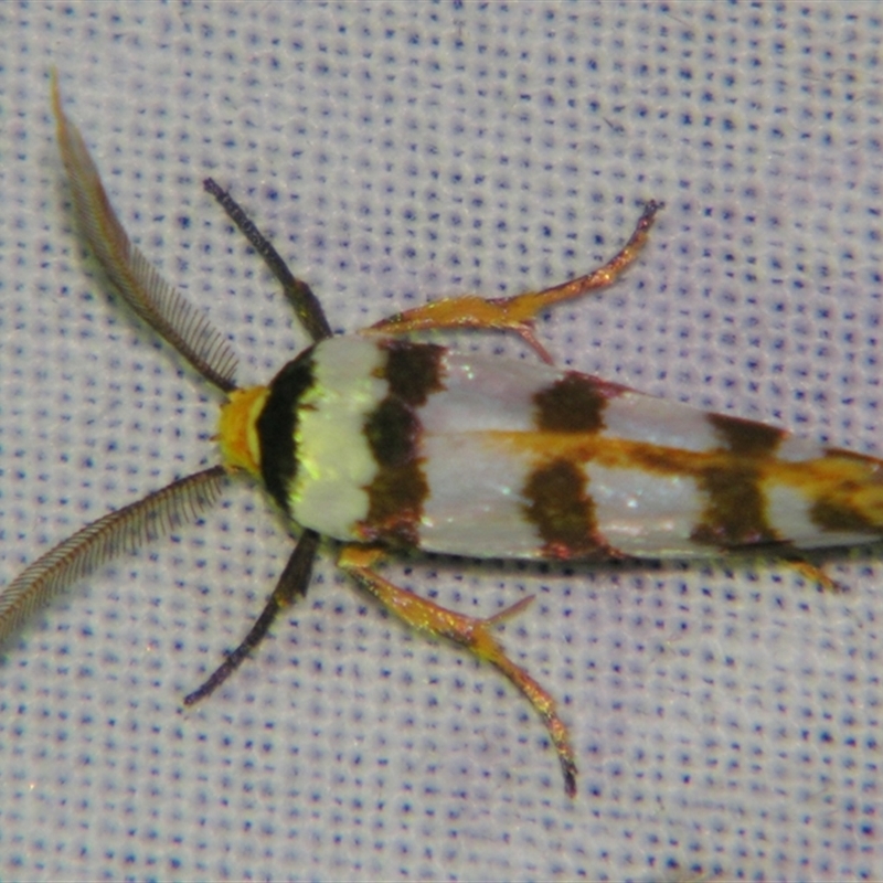 Cryptophasa tetrazona