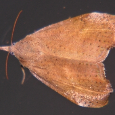 Hyblaea ibidias