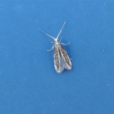 Hydroptilidae (family)