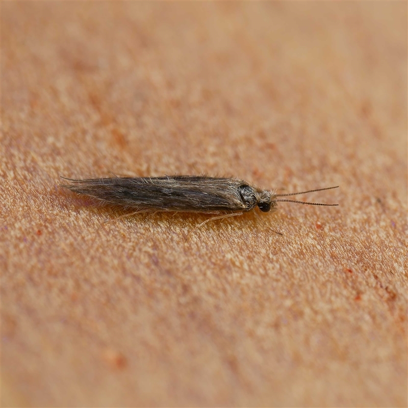 Hydroptilidae (family)