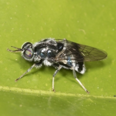 Lecomyia sp. (genus)