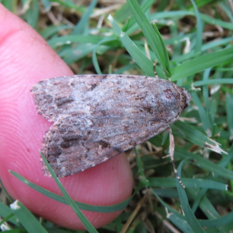 Spodoptera mauritia