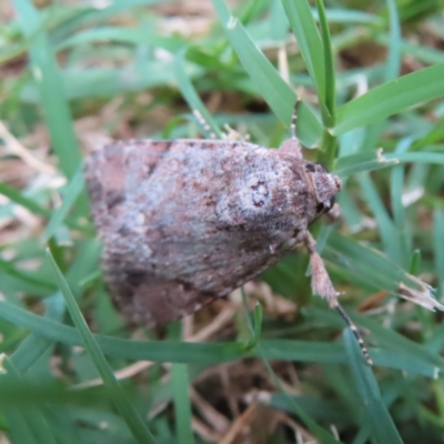 Spodoptera mauritia