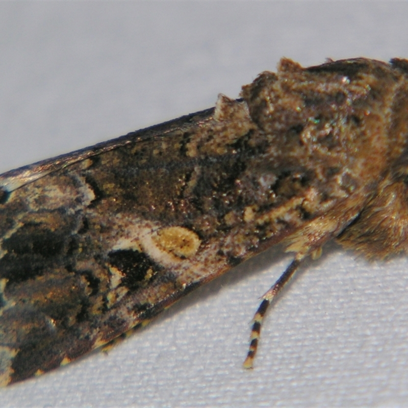 Spodoptera mauritia