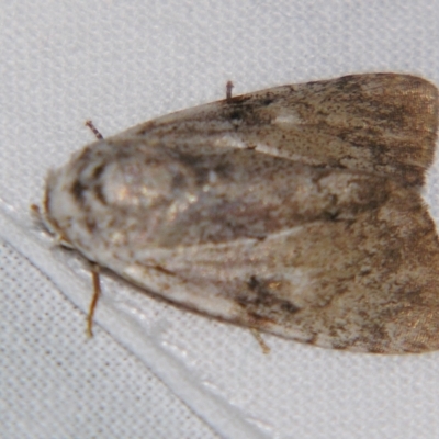 Barasa cymatistis