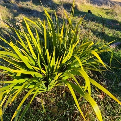 Iris foetidissima