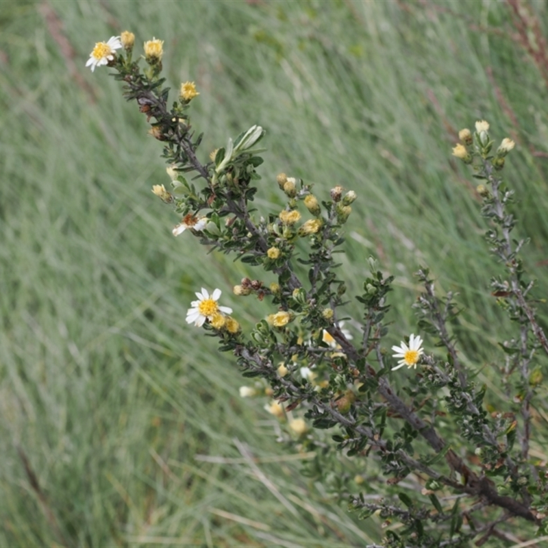 Olearia phlogopappa subsp. serrata