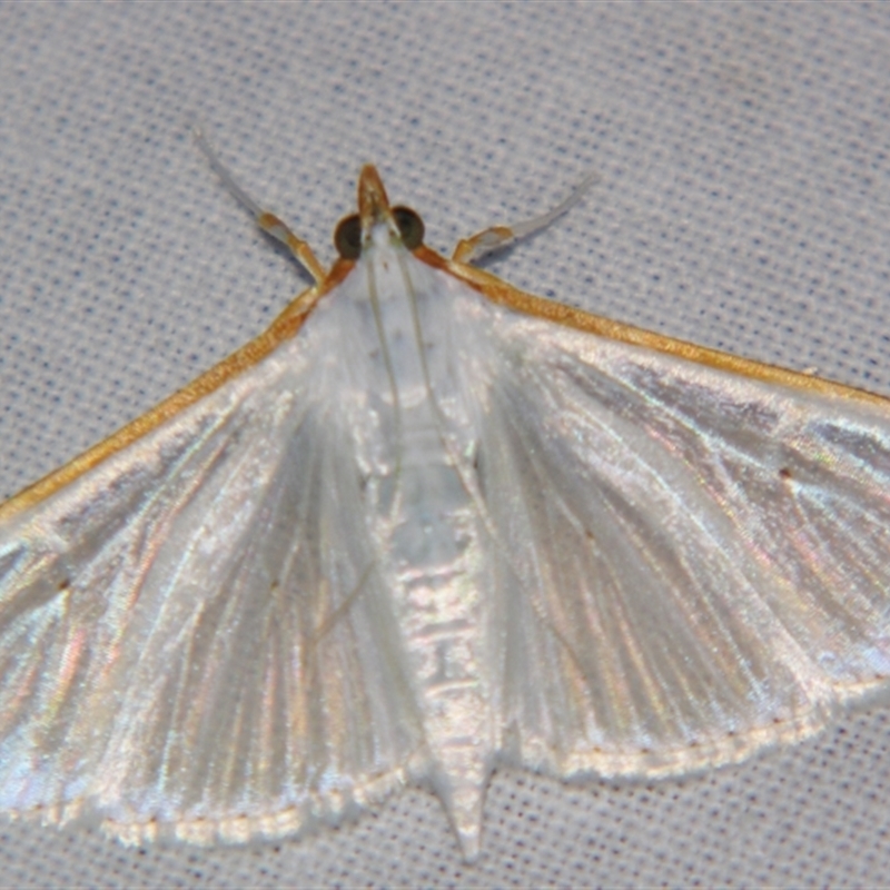 Palpita austrounionalis