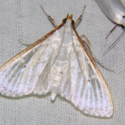 Palpita austrounionalis