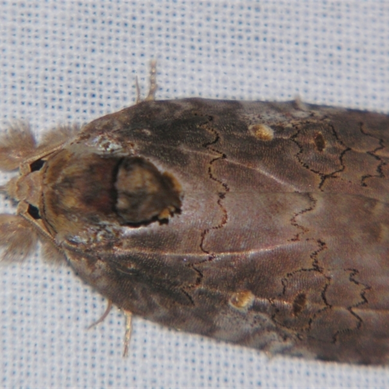 Ochthophora sericina