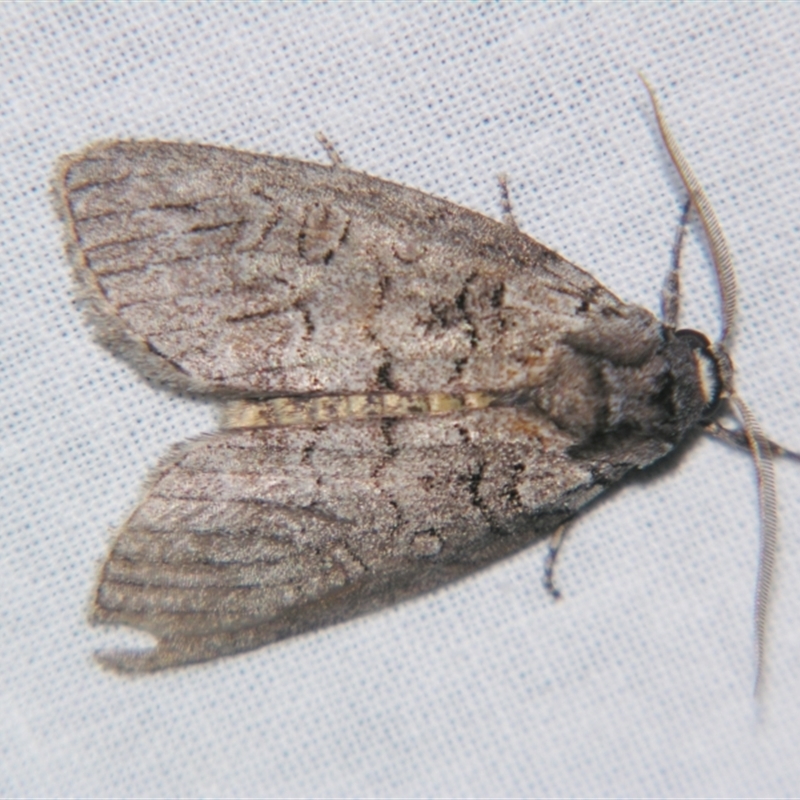 Discophlebia celaena