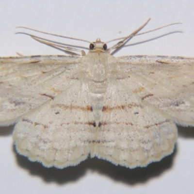 Syneora lithina