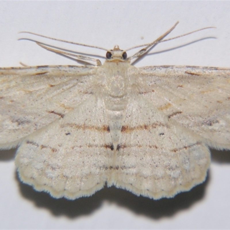 Syneora lithina