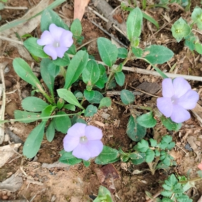 Brunoniella australis