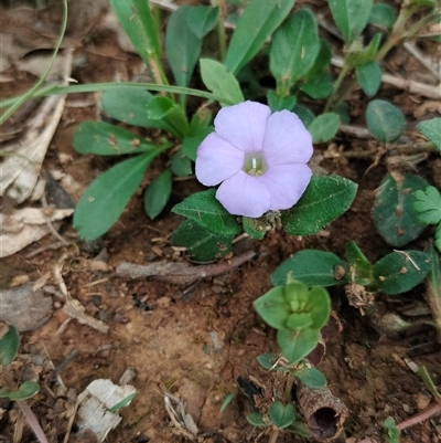 Brunoniella australis