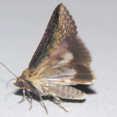 Lophoptera hemithyris