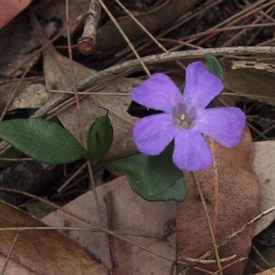 Brunoniella pumilio