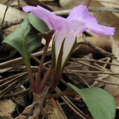 Brunoniella pumilio