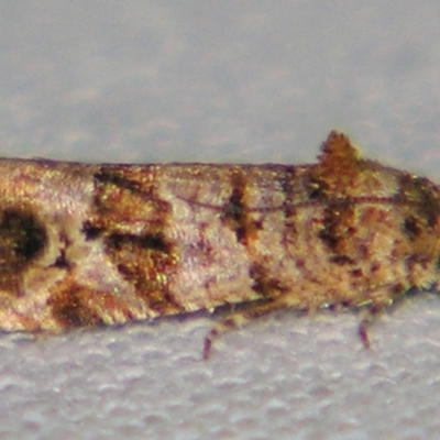 Lobesia peltophora