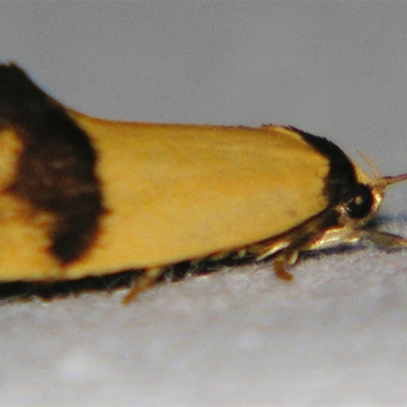 Coesyra (genus)