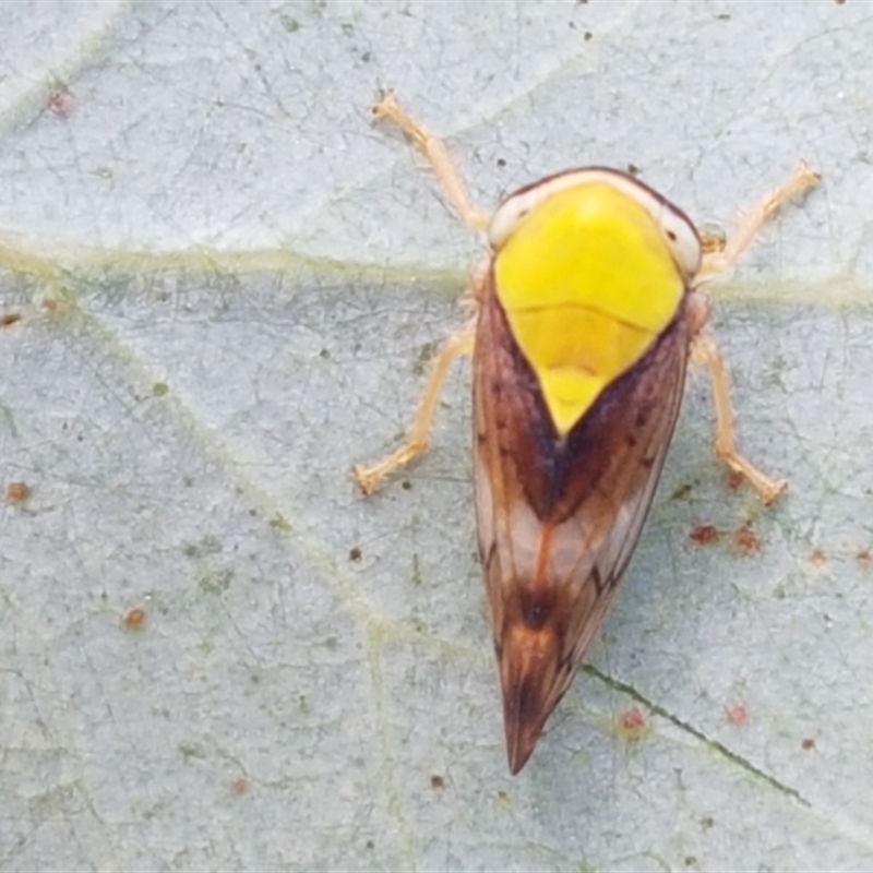 Brunotartessus fulvus