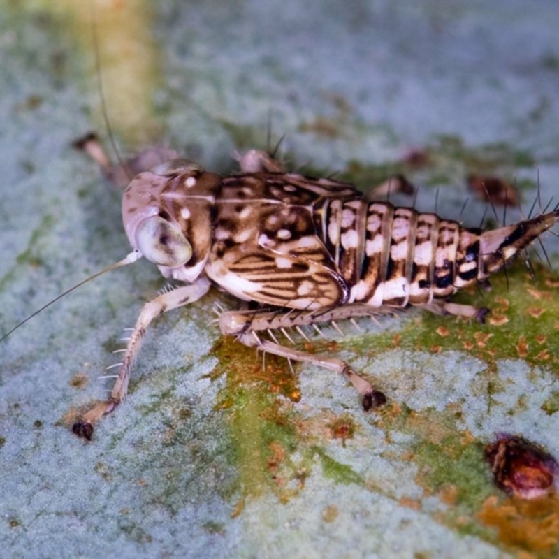 nymph