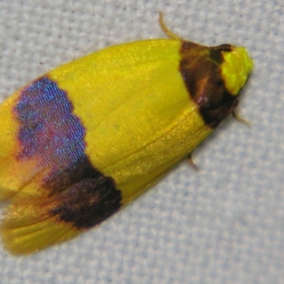 Heterallactis euchrysa