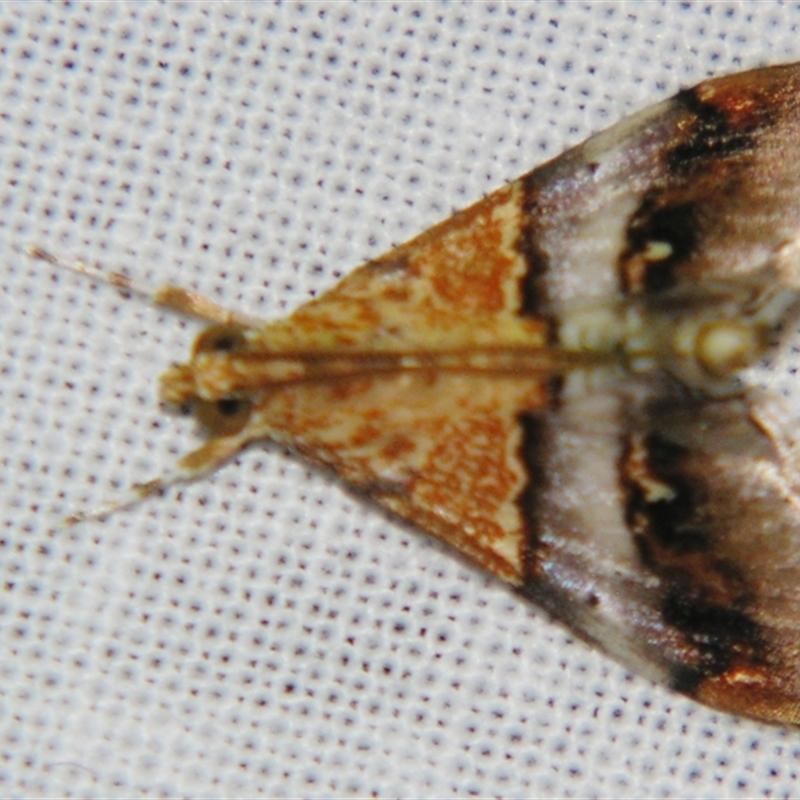 Tetracona amathealis