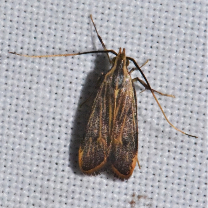 Sarisophora leptoglypta