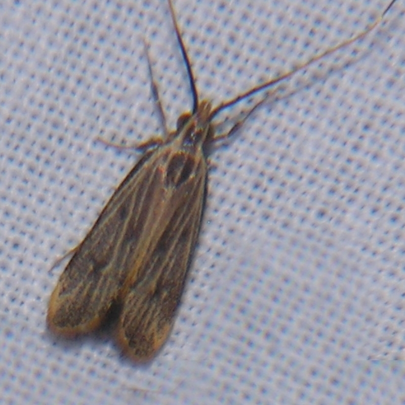 Sarisophora leptoglypta