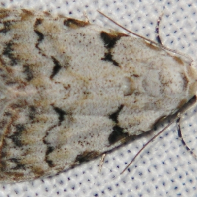 Nola bifascialis