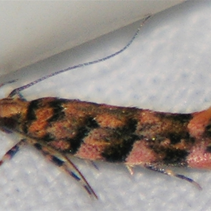 Macrobathra rubicundella