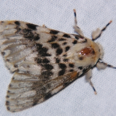 Lymantria antennata