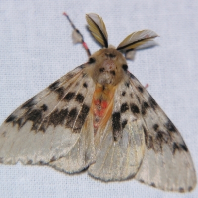 Lymantria antennata