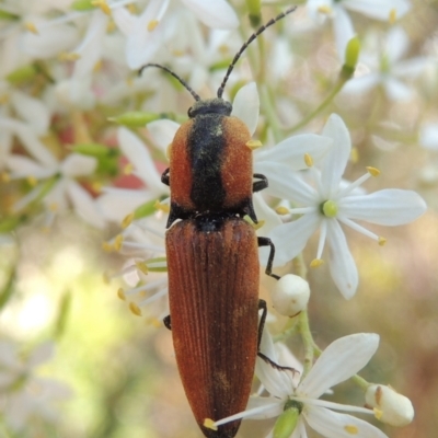 Ophidius elegans