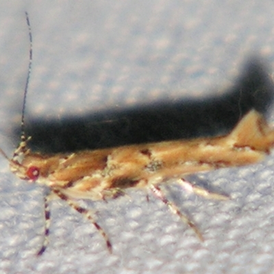 Pyroderces terminella