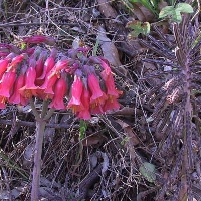 Bryophyllum delagoense