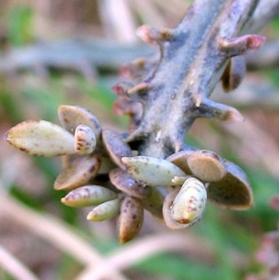 Plantlets on leaf tip