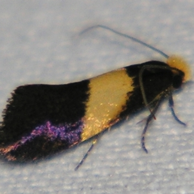 Edosa purella