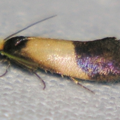 Edosa purella