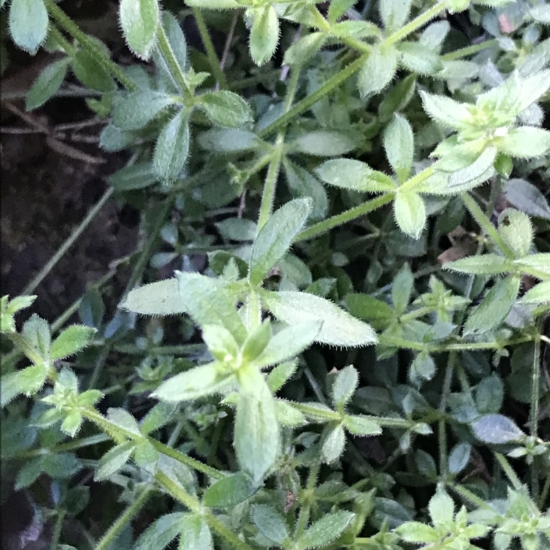 Galium polyanthum