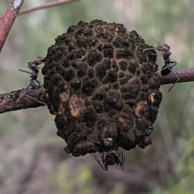 Apiomorpha strombylosa