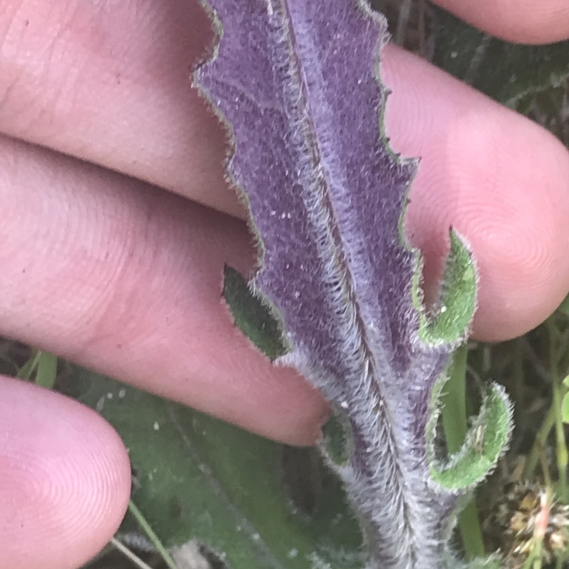 Senecio niveoplanus