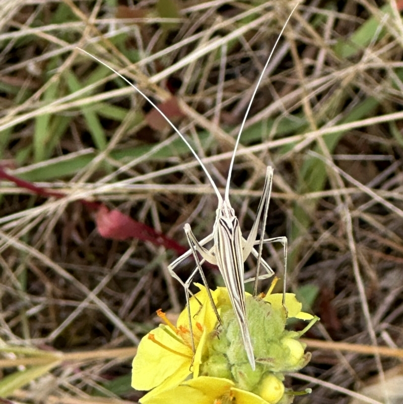 Tinzeda lobata